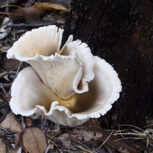 MSS Ghost Fungus Grow Kit