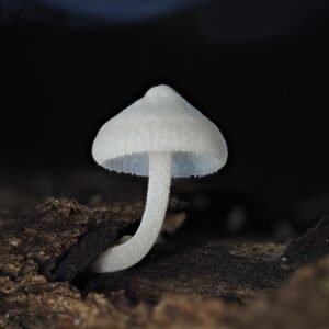 MSS Mycena Manipularis Grow Kit