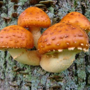MSS Pholiota Adiposa Grow Kit (Copy)