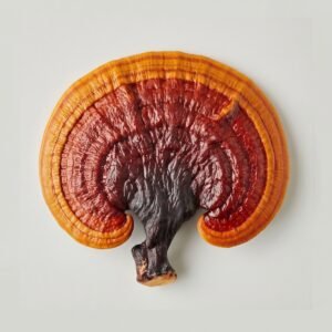 MSS Reishi Grow Kit