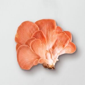MSS Pink Oyster Grow Kit