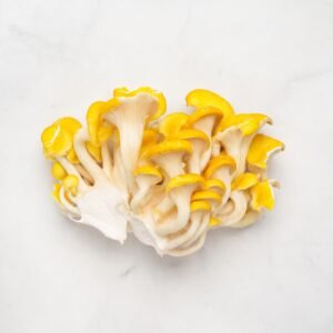 MSS Yellow Oyster Grow Kit